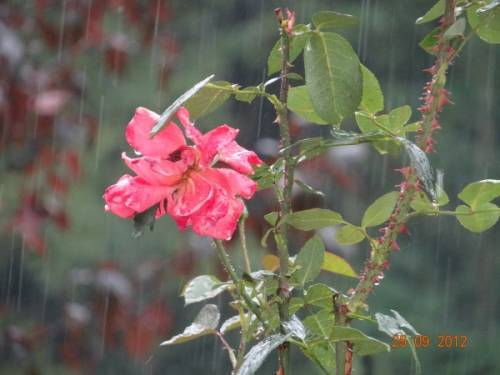 Rzęsisty deszcz zalewał pięknie rosnące wokół Klasztoru kwiaty.